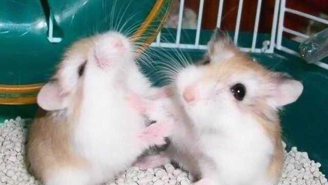 两只仓鼠赛跑,最后竟因为输不起还打架?