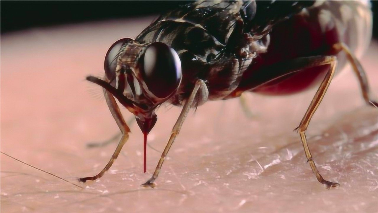 蚊子吸血时拍死口器会插入肉中镜头放大100倍看完手脚冰凉