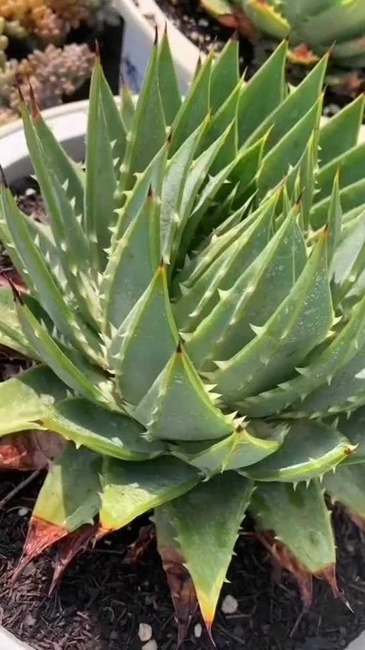 云南多肉植物 旋转芦荟