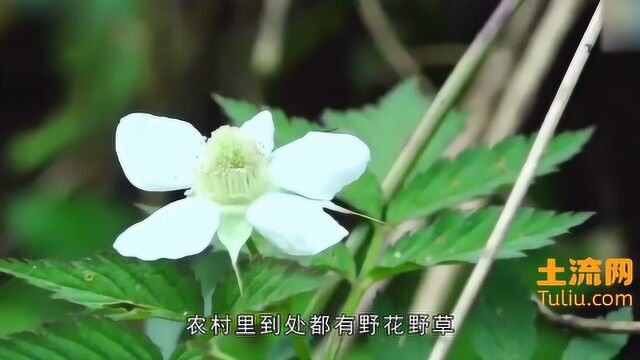 农村植物蝎子草,碰到它的人怕它,殊不知它是名贵的中草药