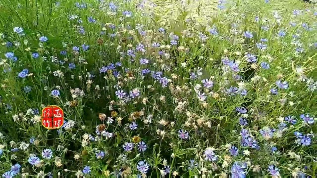 徜徉在六月的花海