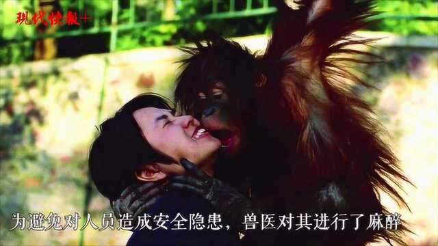 陪伴南京人20年的传奇“明猩”乐申意外离世