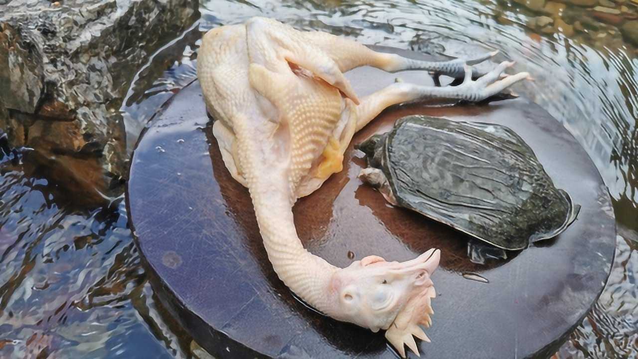 在深山里王八配土鸡头一次见这种做法真是高手在民间