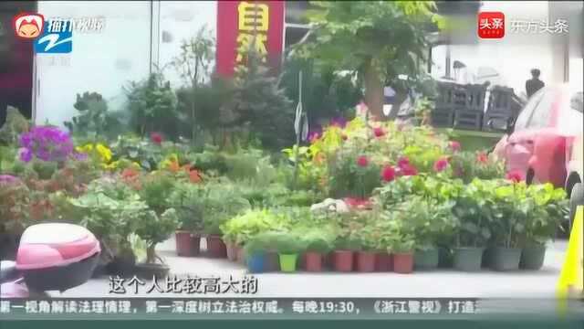 花卉市场频频遭窃 “盗花贼”专偷名贵花木