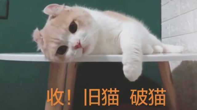 收旧猫破猫抓人猫,如果要换旧猫破猫,要用狗狗来换!