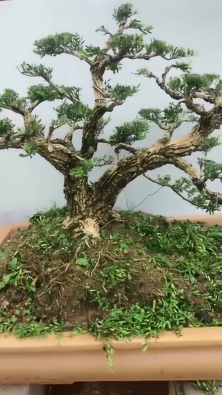 广东皱皮雀舌黄杨,好有气势的盆景,看上去高端大气,你喜欢吗