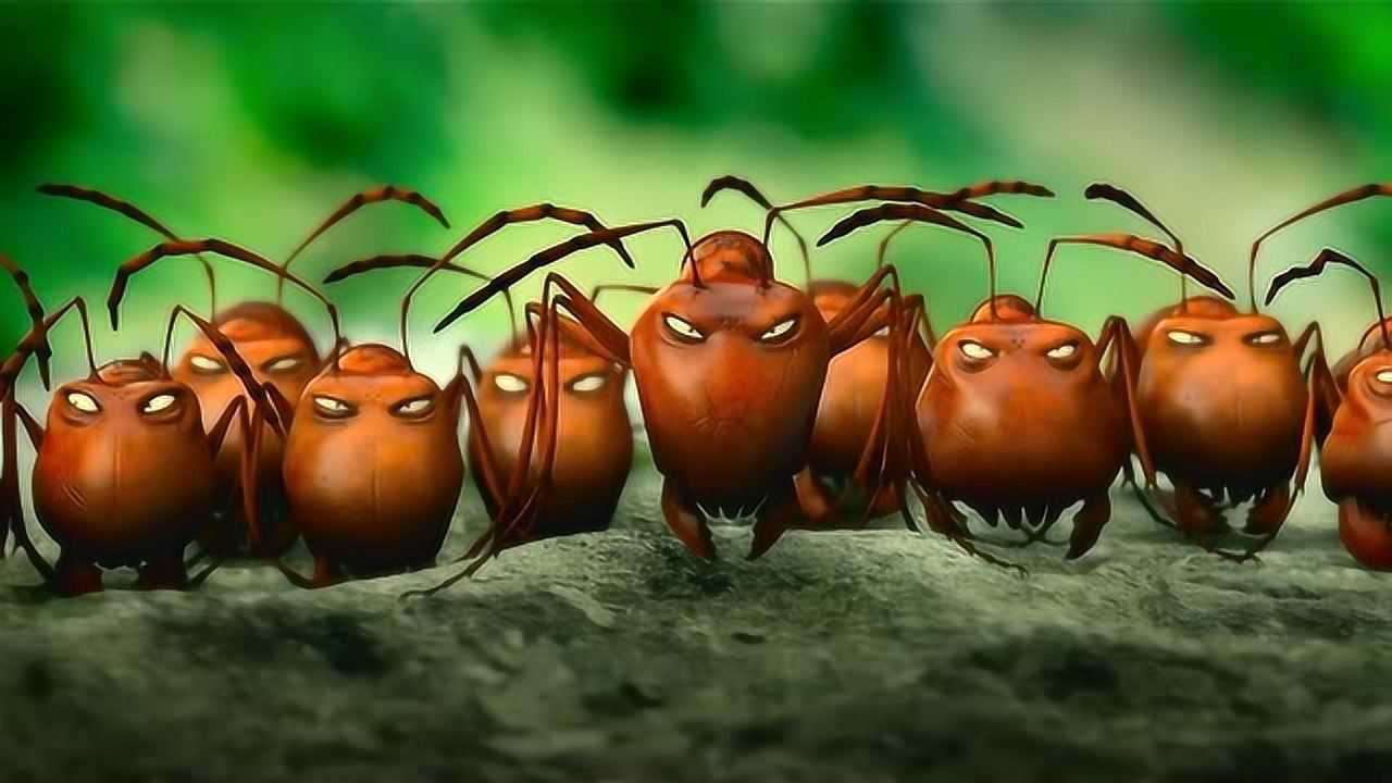 昆虫总动员黑蚂蚁搬运食物被红蚂蚁拦住赶紧送了红蚂蚁一块