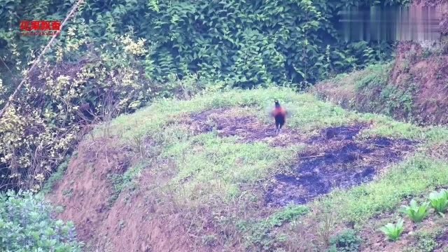 漂亮的公野鸡叫声,还有好听的竹鸡叫声和斑鸠叫声