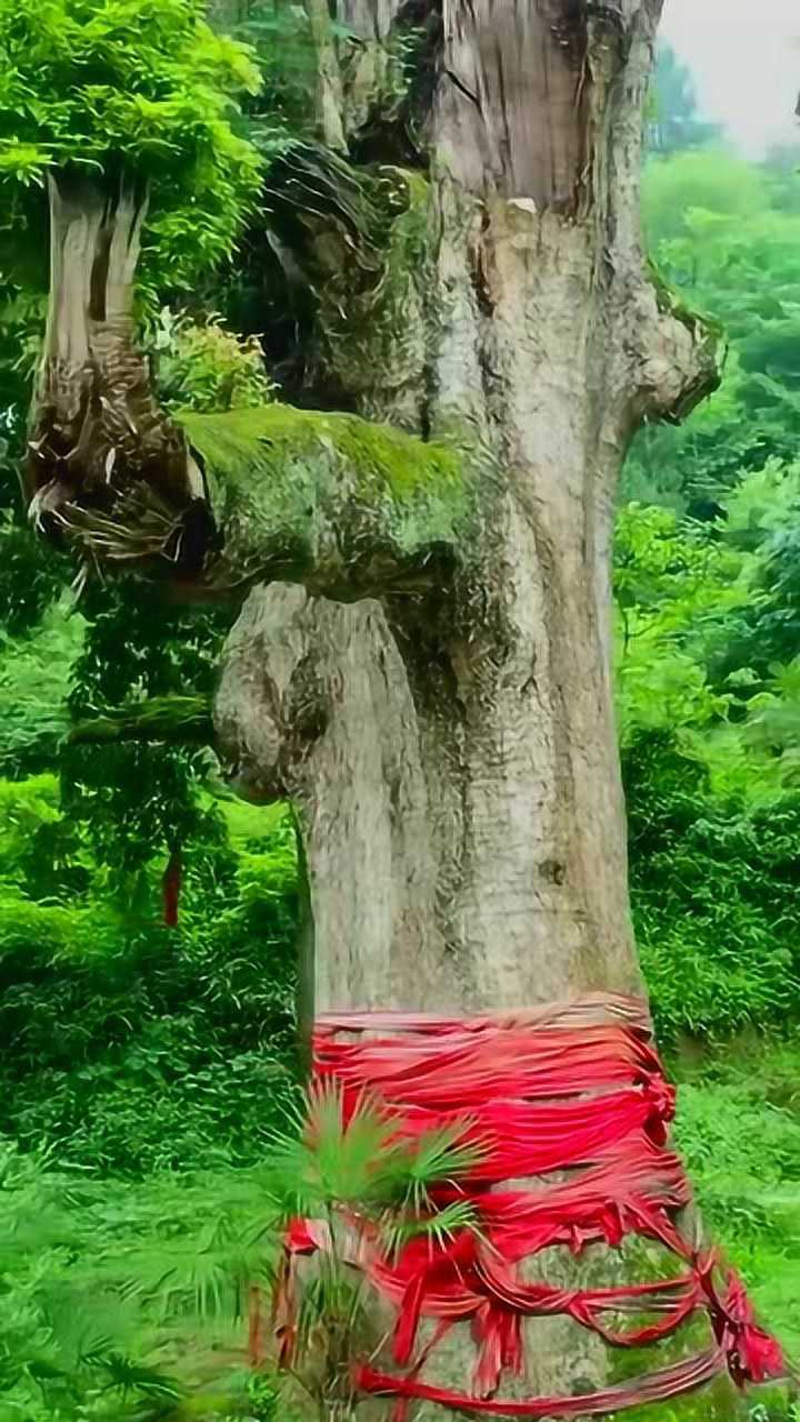 贵州的一棵千年金丝楠木,当地人说一根树枝就价值40万