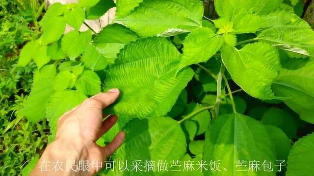 农村这种苎麻你见过吗?它有哪些用途,了解一下吧!