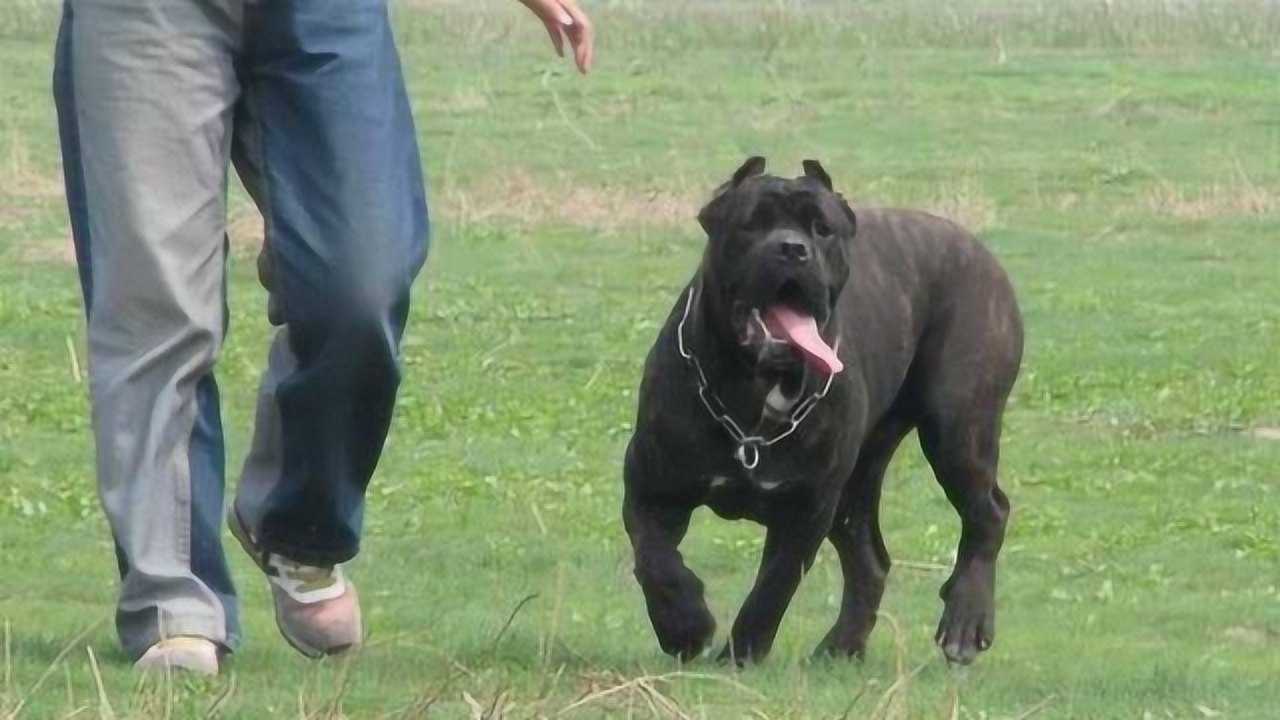 卡斯罗犬随从训练,如何强悍卡斯罗犬的随从能力