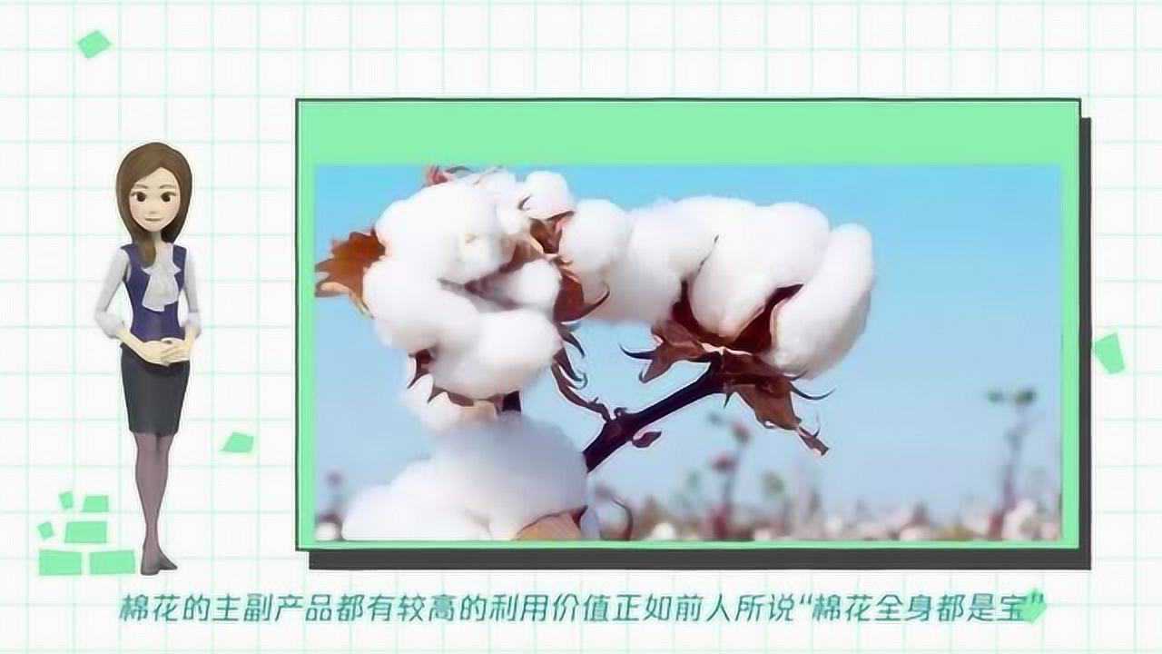 棉花有哪些实用的用途