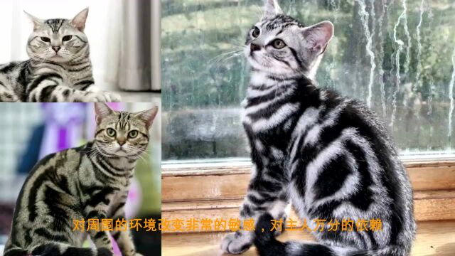 猫咪一分钟:虎斑猫的前世今生,外形可爱,特别会讨女孩子喜欢!