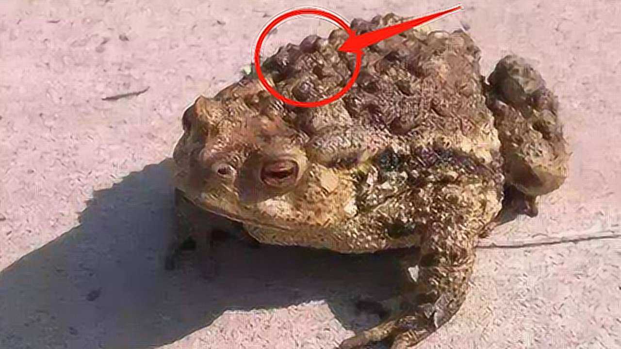 农村人说:癞蛤蟆背后疙瘩的白浆,溅到人身上会中毒,是真的吗?