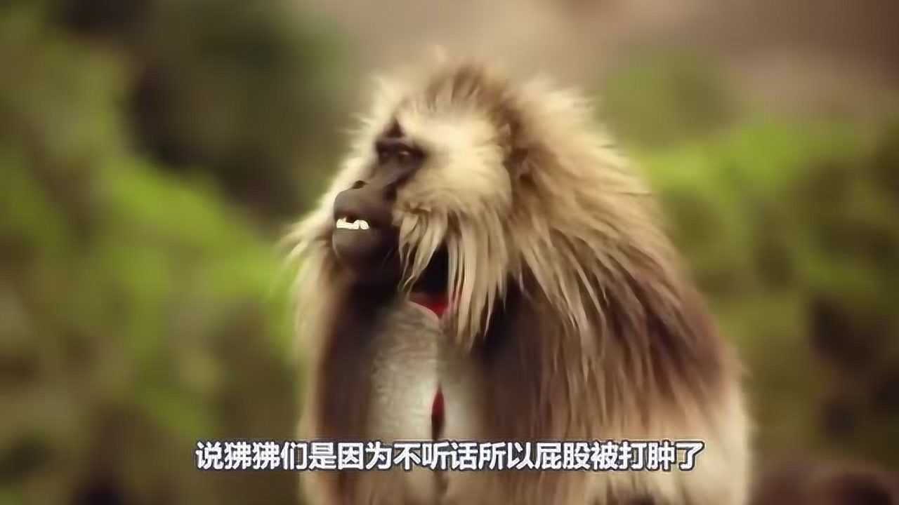 狒狒的屁股为什么不长毛,还会红肿发炎呢?_腾讯视频