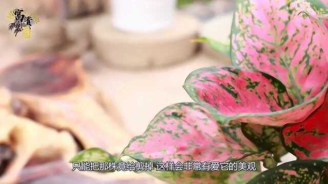 万年青很多人都很喜欢,但是种植时需要注意什么呢?会了吗