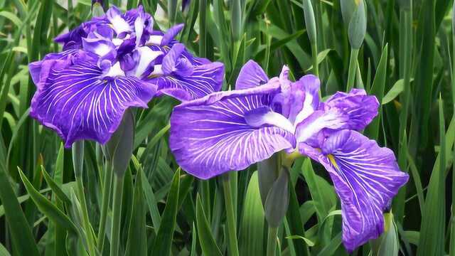 各种颜色的鸢尾花欣赏,鲜花美景