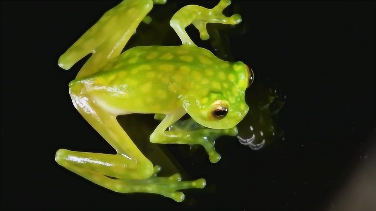 热带雨林中发现玻璃青蛙,肚皮完全透明,消化系统一览无余