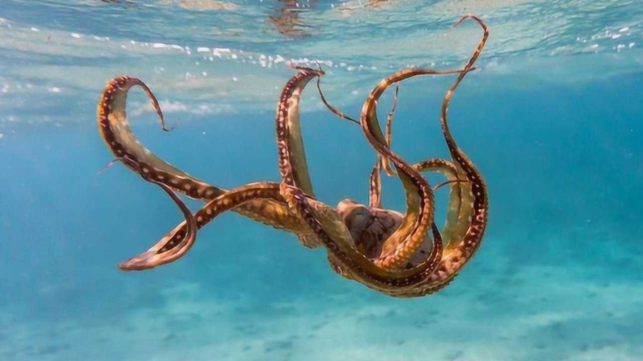 章鱼的血液是什么颜色的(章鱼的血液是什么颜色的图片)