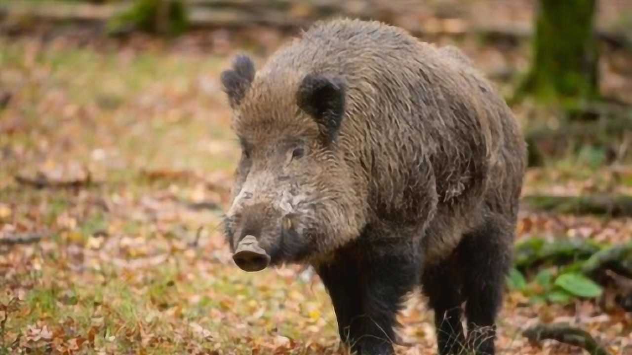 日本核輻射有多可怕? 野豬變異滿口獠牙,長到400斤!