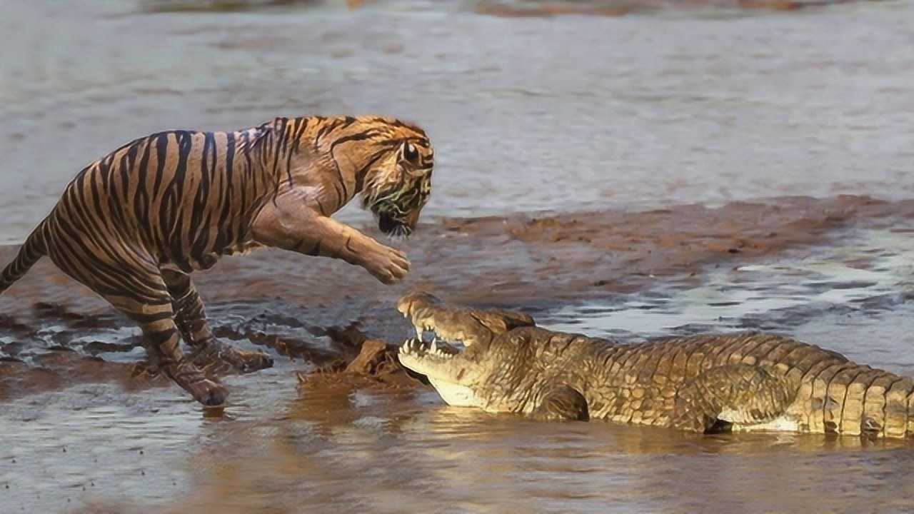 鳄鱼为什么害怕老虎,看过老虎猎杀鳄鱼的过程就知道了,惨不忍睹