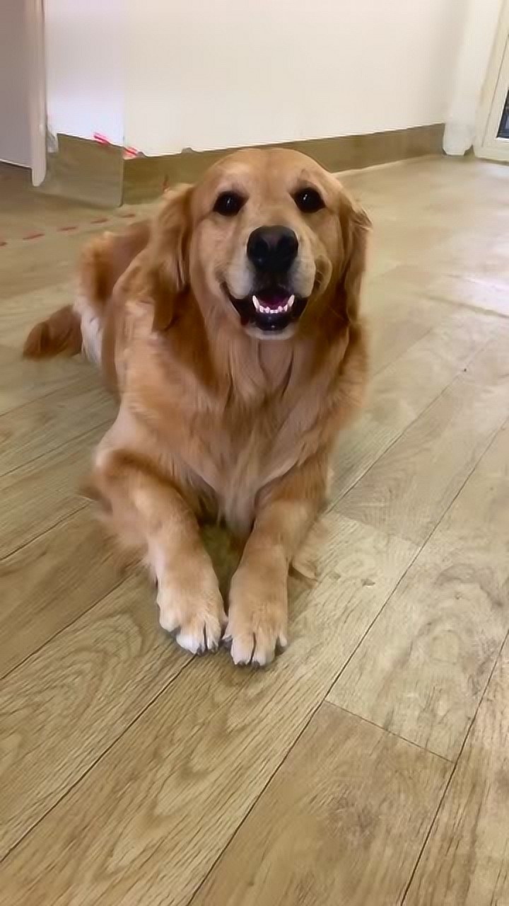 这狗成精了,太厉害了,表现的淋漓尽致啊!