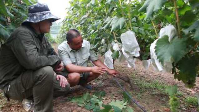 金手指日灼冻害现象怎样预防?果农坦露种植经验分享种植技巧