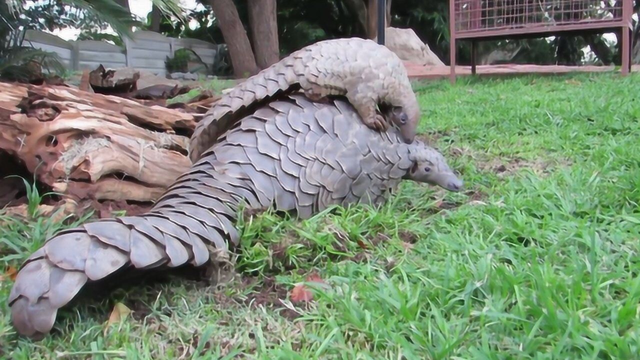 可爱的穿山甲,遇到危险立刻裹成个球,穿山甲:我是吃蚂蚁高手_腾讯视频