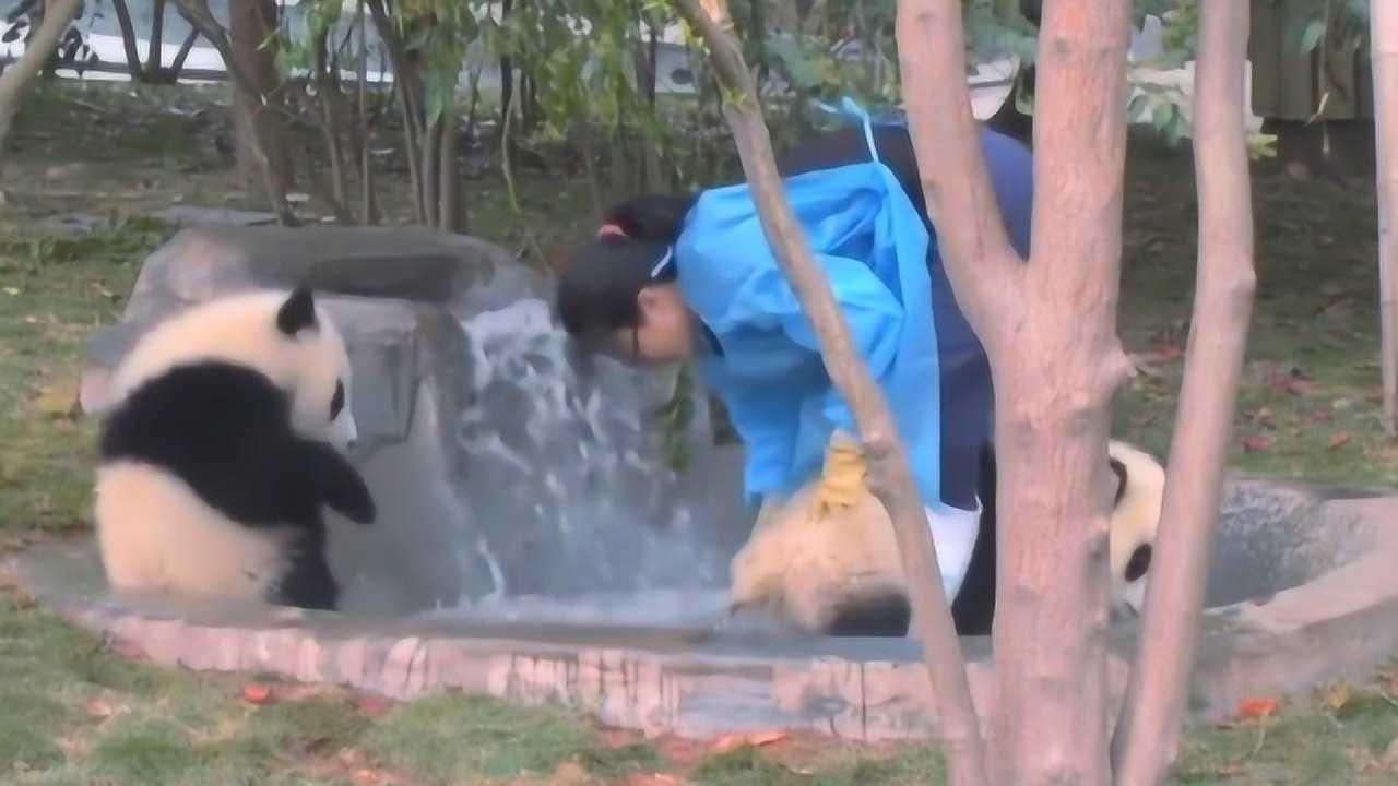 国宝大熊猫最搞笑视频合集，看完笑到肚子疼_高清