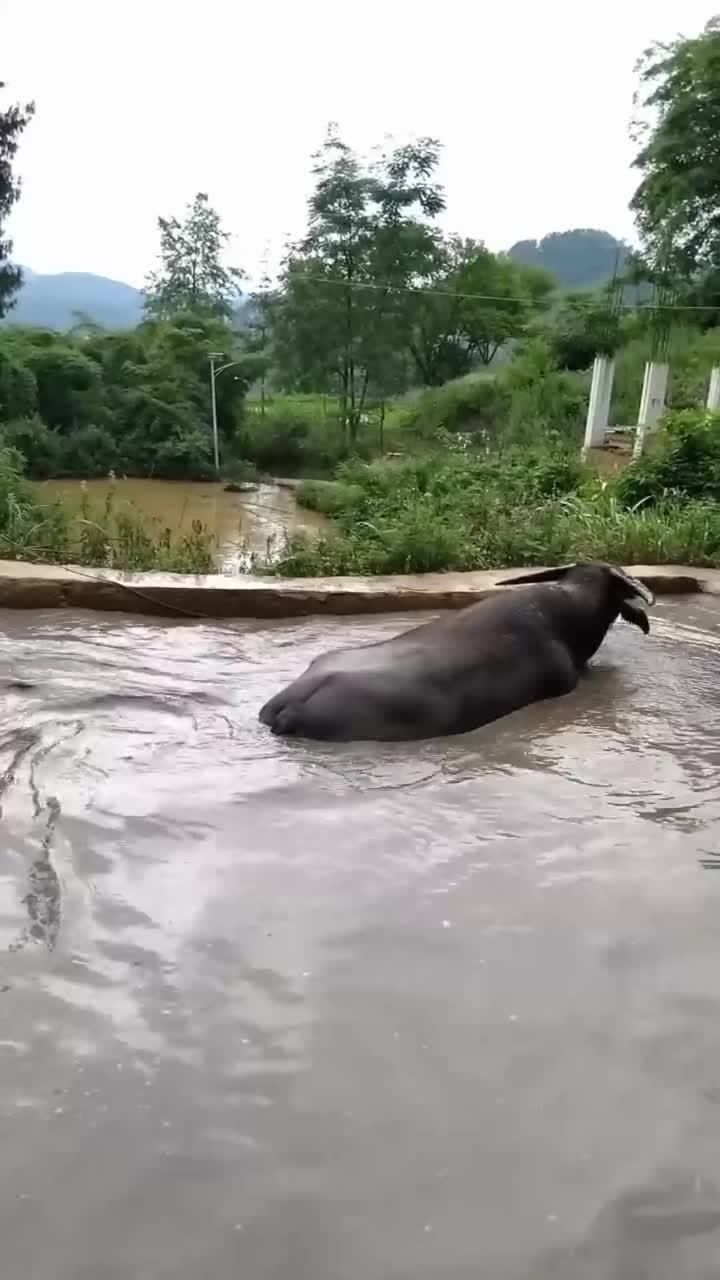 农村的水牛潜水在水里像潜水艇似的看这样子是生气了