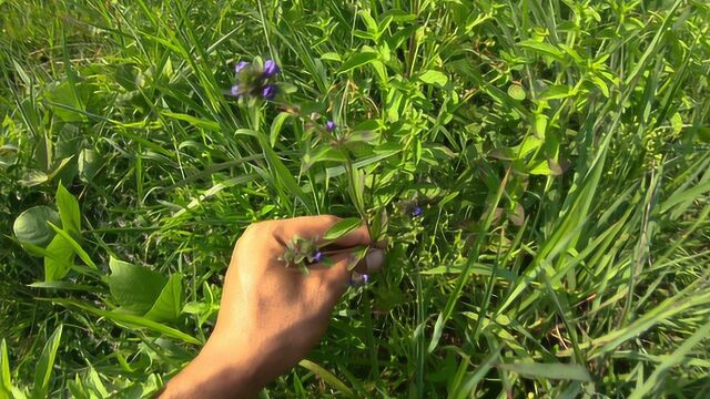 农村这种常见草药,人称本地夏枯草,村里老人都说很好用