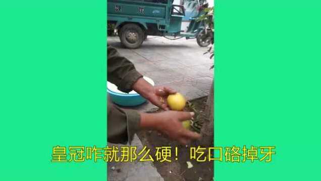 河北玉露香梨 完爆 闻名全国的水果梨子 皇冠梨