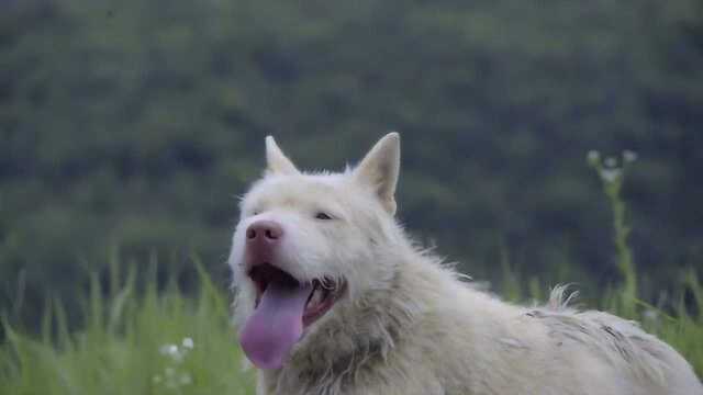 在贵州的下司地区,竟存在中华名猎下司犬,它们很是厉害