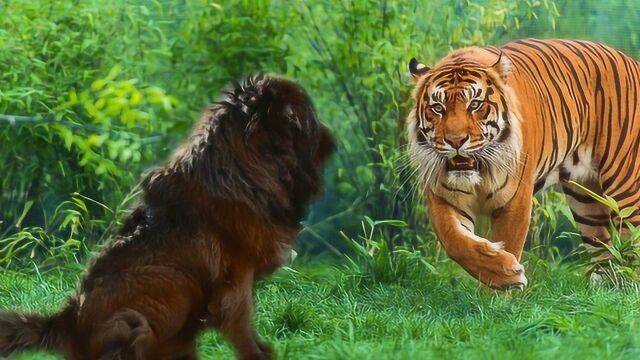 一獒战三虎?藏獒真能打过老虎?看看这个真实的例子