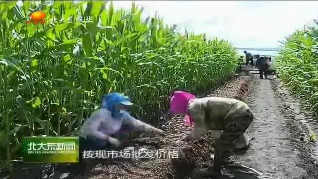 撬动富民杠杆,北大荒集团北安分公司大力发展绿色农业