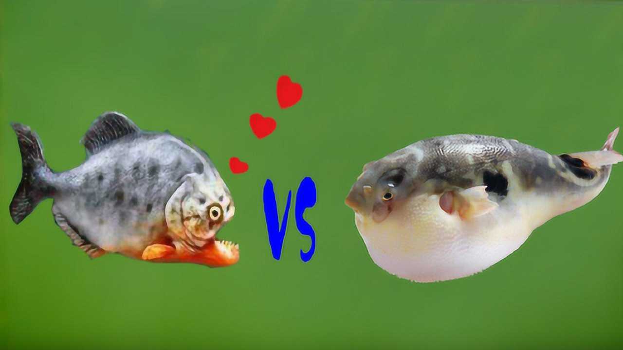一群食人鱼vs一群河豚图片