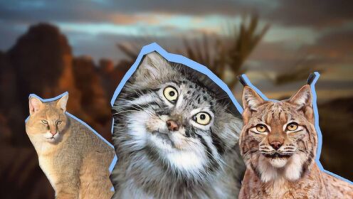 五种珍稀野生猫科动物，世上竟有会游泳的猫