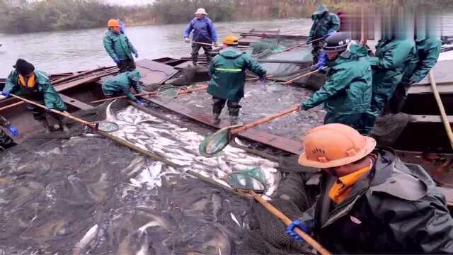 浙江:湖州冬捕提前稳定鱼市,一网捞出3000多公斤水产