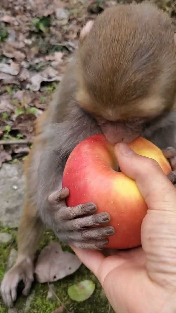 小猴子运苹果图片