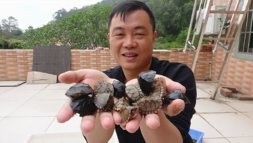 老林养龟养上瘾了,今天又从朋友家带回20只剃刀龟和5只麝香龟