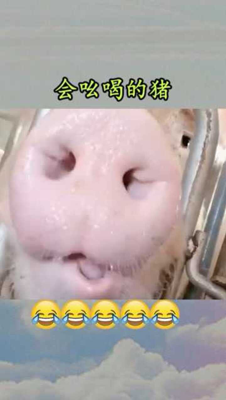 会吆喝的猪我还是头一回碰到