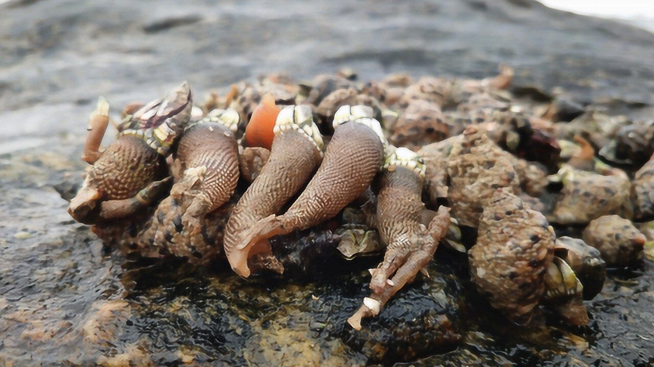 退潮后礁石缝好多名贵的佛手螺,小渔翁收获了好多,全部送给朋友