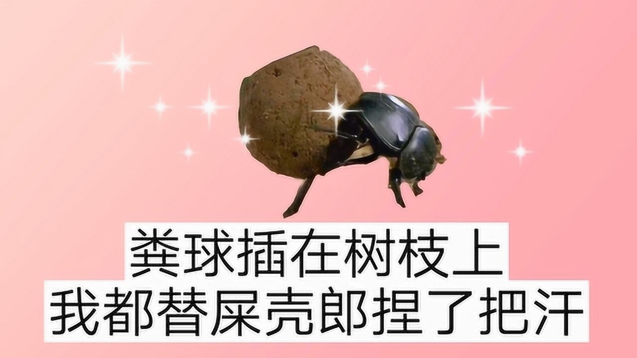 你想不到屎壳郎是这样推粪球的微观视角带你见证屎壳郎的心酸路程