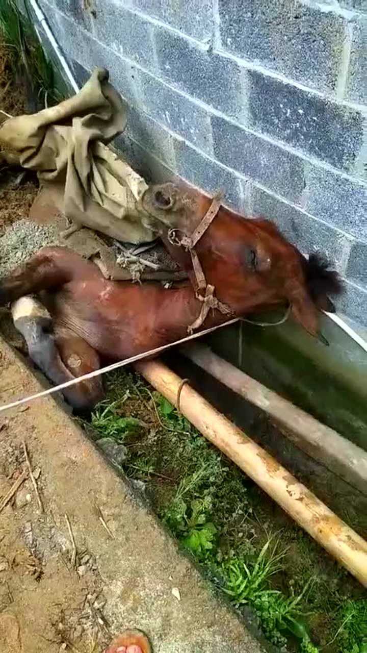 可怜的马, 拉货上山被累倒