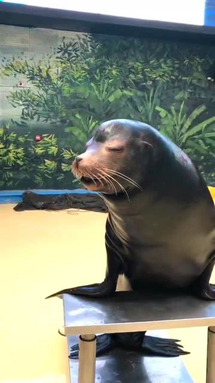 动物叫声千奇百态这个海狮的叫声确定不是土拨鼠教的