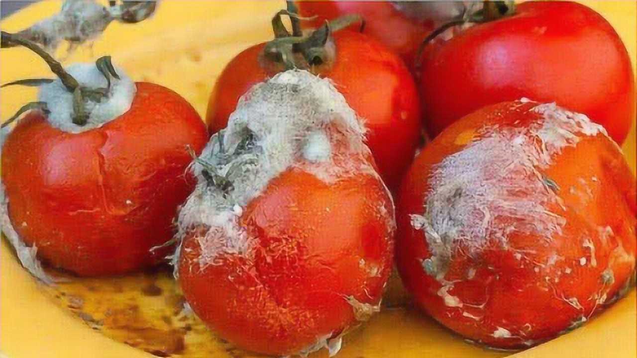 西红柿烂了,一个都不要扔,比西红柿还值钱,可惜以前白白浪费了