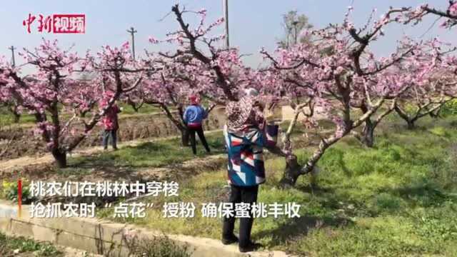 无锡阳山万亩桃林花开正盛农人林间忙“点花”