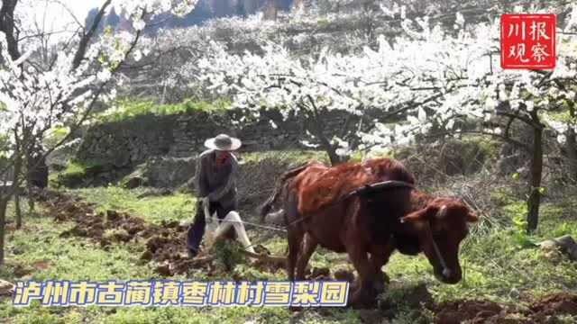 云赏花丨一场梨花雪,“惊艳”泸州古蔺整个春天