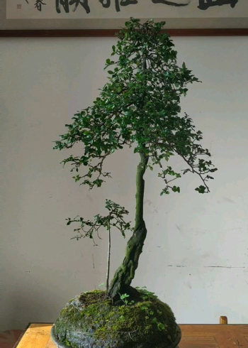 金弹子盆景年功老桩母树