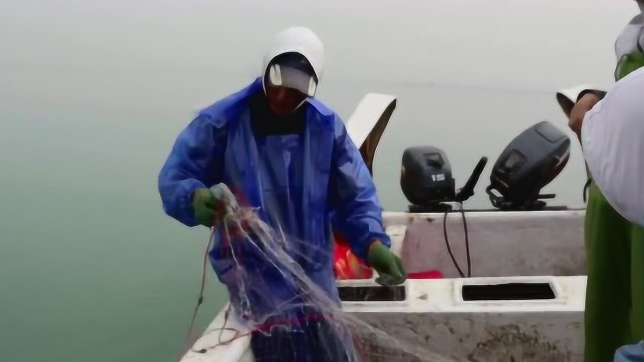 阿峰召集赶海人一起发财一网几十条大虾摄影师激动大叫不停